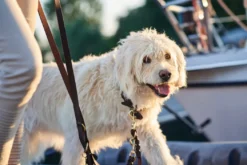 Hunter Sansibar Solid 65 Hundehalsbånd i læder - 52-59 cm
