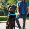 Hunter Softie hundehalsbånd 50 cm brun - 36-44 cm indstilling