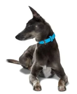 Hunter Softie hundehalsbånd 50 cm sort - 36-44 cm indstilling