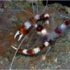 Hvidbåndet pudsereje (Stenopus hispidus)