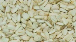 Hvide solsikker 2,5 kg