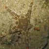 Ikon Søstjerne (Iconaster longimanus)