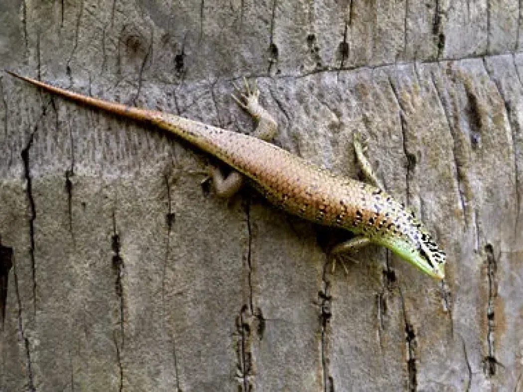 Javan emerald Treeskink(Dasia olivacea)
