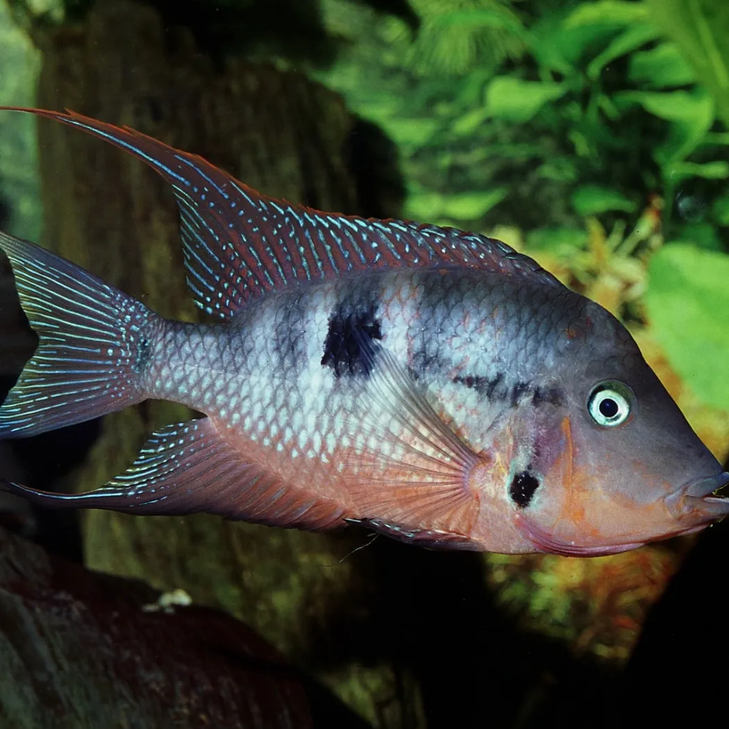 JBL ProNovo Cichlid Grano M 250 ml