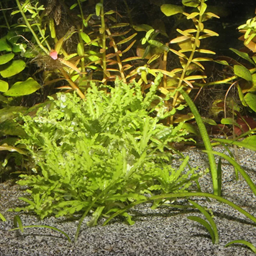 Jbl Sansibar Grå 5 kg Akvariegrus
