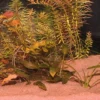 Jbl Sansibar Rød 10 kg Akvariegrus