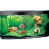 Juwel Aquarium VISION 260 LED Sort