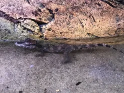 Kilehovedet Dværg kaiman (Paleosuchus Trigonatus)