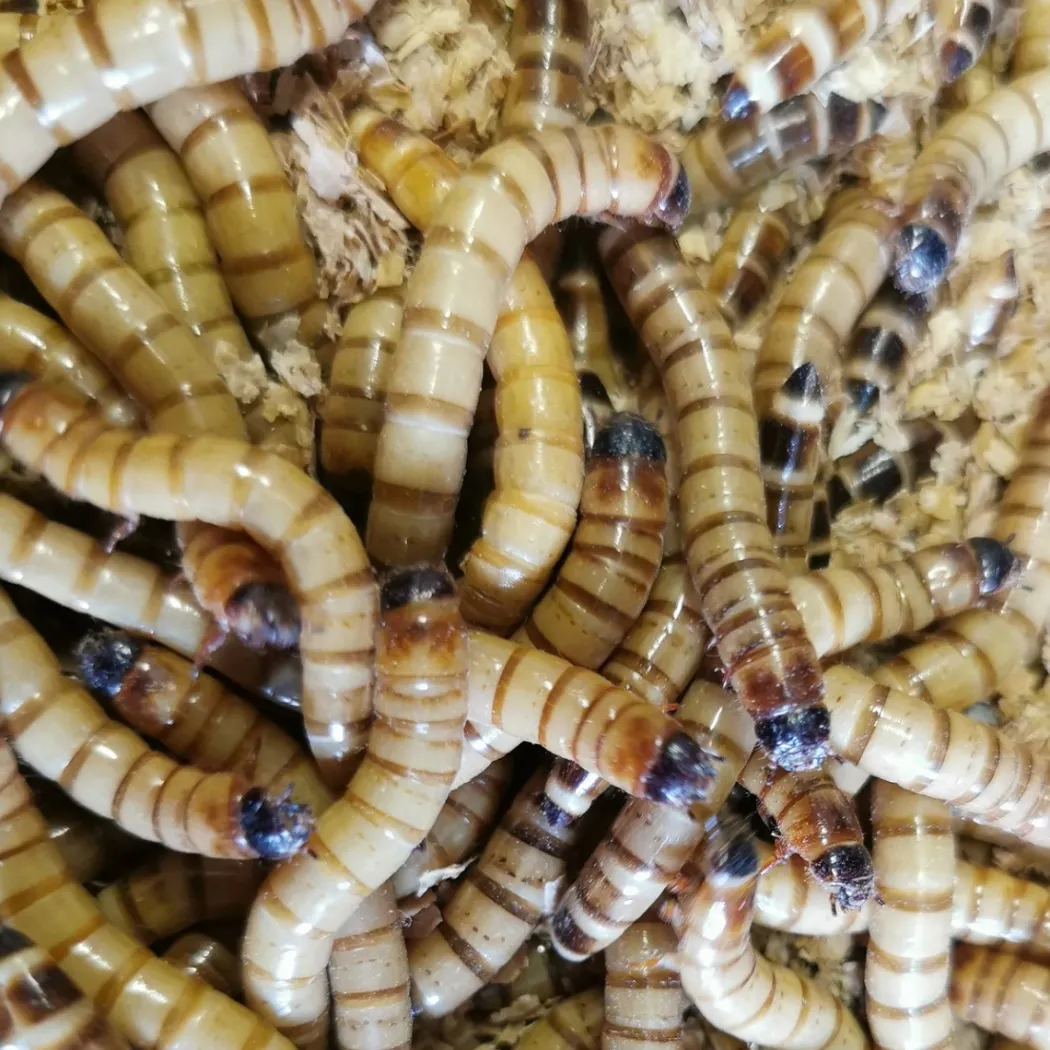 Kæmpe melorme 100 gram (Zophobas morio)