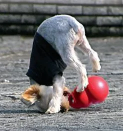 Kong Bounzer Medium - sjov kaste- og fangbold