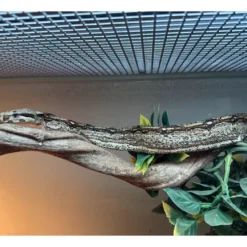 Kongeboa Arabesque poss Hypo 0,1 - Boa Constrictor