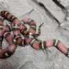 Kongesnog Jalisco (Lampropeltis Jalisco)