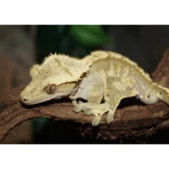 Kronegekko (Crested gecko) (Correlophus ciliatus) Han