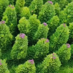 Kunstig koral Acropora millepora (Green)