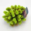 Kunstig koral Pocillopora verrucosa M (Green)