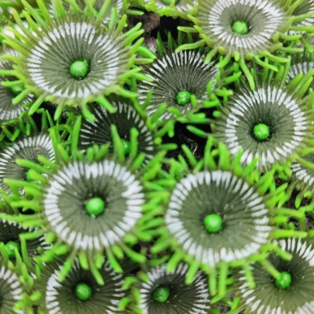 Kunstig koral Protopalythoa M (Green)