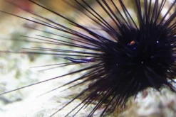 Langpigget Søpindsvin (Diadema savignyi)