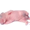 Levende rottepinkie