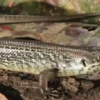 Major skink (Bellatorias Egernia frerei)