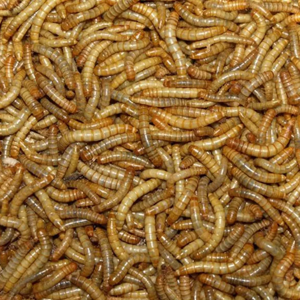 Melorme Tørret 200 Gram