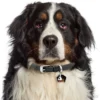 My Family Hundetegn Friends Berner Sennenhund