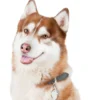 My Family Hundetegn Friends Siberian Husky Brun