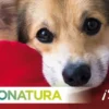 Natura Diet Hundefoder 4 x de bedste varianter