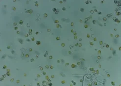 Nyos Phytomaxx Live Phytoplankton koncentrat 250 ml