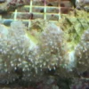 Physogora lichtensteini