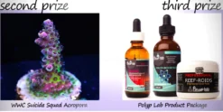 Polylab Colors 50 ml