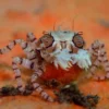 Pom-pom krabbe (Libya sp.)