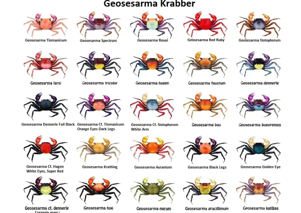Rød Djævle Krabbe (Geosesarma Hagen)