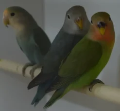 Rosenhovedet dværgpapegøje Agapornis roseicollis