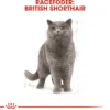 Royal Canin British shorthair 2 kg