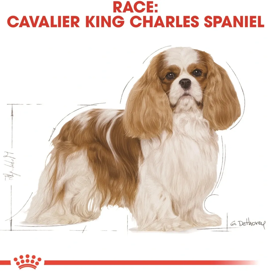 Royal Canin Cavalier King Charles Adult 7,5 kg - tørfoder til voksne hunde