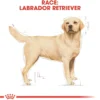 Royal Canin Labrador Retriever Adult 12 kg - tørfoder til voksne hunde