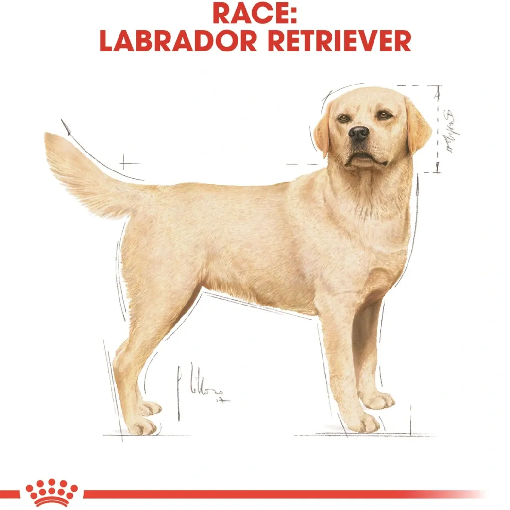Royal Canin Labrador Retriever Adult 12 kg - tørfoder til voksne hunde