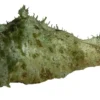 Søhare (Dolabella auricularia) 6-8 cm