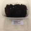 Springhaler - Collembola sp.