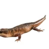 Sulawesi Water Skink (Tropidophorus Baconi)