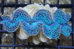 Tridacna Maxima Blue musling 5 cm
