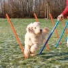 Trixie Agility Slalom - træning af smidighed