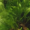 Tropica Akvarieplante Aponogeton madagascariensis knolde x 5