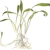 Tropica Akvarieplante i potte Cryptocoryne parva