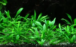 Tropica Akvarieplante i potte Cryptocoryne parva