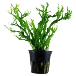 Tropica Akvarieplante i potte Microsorum pteropus Windeløv