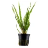 Tropica Akvarieplante i potte Cryptocoryne crispatula
