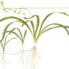 Tropica Akvarieplante i potte Sagittaria subulata