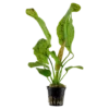 Tropica Akvarieplante i potte Echinodorus Ozelot green