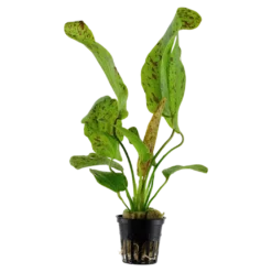 Tropica Akvarieplante i potte Echinodorus Ozelot green